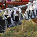 The significance of gifts exchanged during kwanjula